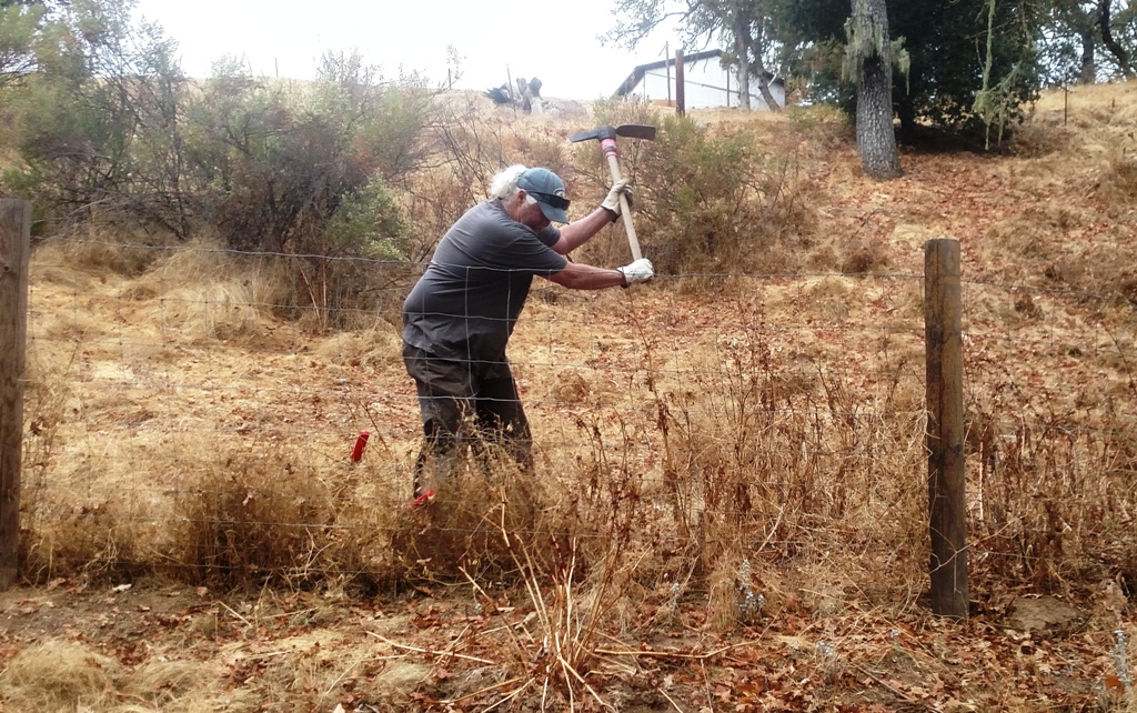 Cutting back the dock weeds along the fence line.